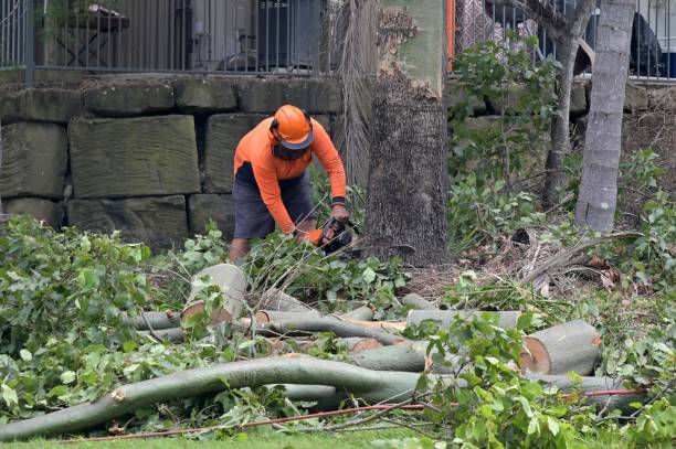 Professional Tree Service in Pine Grove, PA